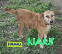 /album/estrelinhas-no-ceu/nani-jpg/