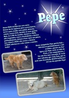 /album/estrelinhas-no-ceu/pepe-jpg/