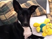 /album/estrelinhas-no-ceu/pluto-jpg/