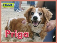 /album/estrelinhas-no-ceu/priga-jpg/