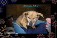 /album/estrelinhas-no-ceu/salsa-jpg/