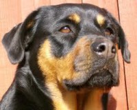 /album/estrelinhas-no-ceu/sans%c3%a3o-jpg/