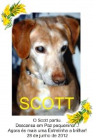 /album/estrelinhas-no-ceu/scott-jpg/