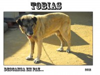 /album/estrelinhas-no-ceu/tobias-jpg/
