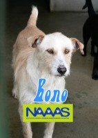 /album/c%c3%a3es-para-adoptar/bono-jpg/