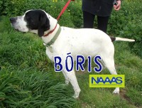 /album/c%c3%a3es-para-adoptar/boris-jpg/