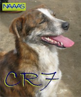 /album/c%c3%a3es-para-adoptar/cr7-jpg/