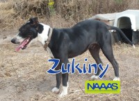 /album/c%c3%a3es-para-adoptar/zukiny-jpg/