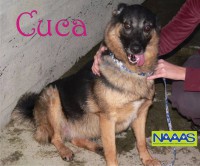 /album/cadelas-para-adoptar/cuca-jpg1/