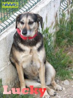/album/cadelas-para-adoptar/lucky-jpg1/