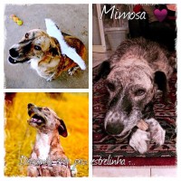 /album/estrelinhas-no-ceu/mimosa-jpg1/