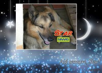 /album/estrelinhas-no-ceu/star-jpg/