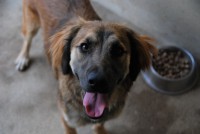 /album/cadelas-para-adoptar/dsc-6971-jpg/