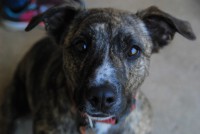 /album/cadelas-para-adoptar/dsc-6967-jpg/