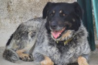 /album/cadelas-para-adoptar/dsc-0008-jpg/