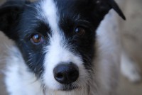 /album/cadelas-para-adoptar/dsc-7008-jpg/