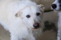 /album/cadelas-para-adoptar/dsc-7012-jpg/