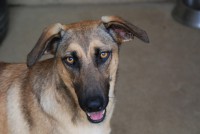 /album/cadelas-para-adoptar/dsc-7017-jpg/