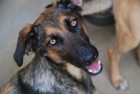 /album/cadelas-para-adoptar/dsc-7018-jpg/