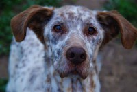 /album/c%c3%a3es-para-adoptar/fb-img-1527506181523-jpg/