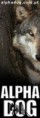 ALPHA DOG