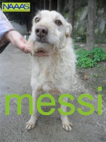 /album/c%c3%a3es-para-adoptar/messi-jpg/