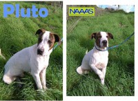 /album/c%c3%a3es-para-adoptar/plito-jpg/